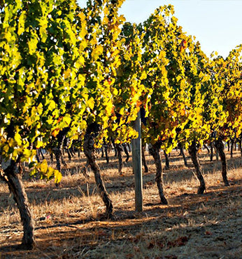 The Folkloric Series